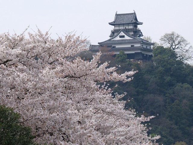 サクラと犬山城