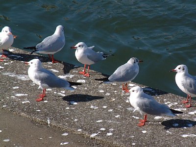 神奈川県・鶴見のユリカモメ