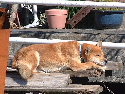 神奈川県・開成の柴犬