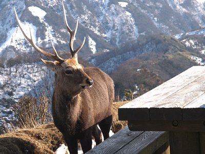 神奈川県・表丹沢の鹿