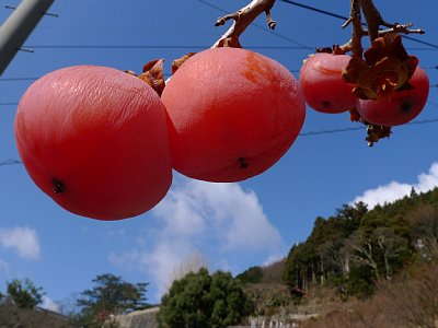 和歌山県・堀越観音の柿