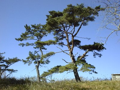 神奈川県・鍋割山稜のマツ