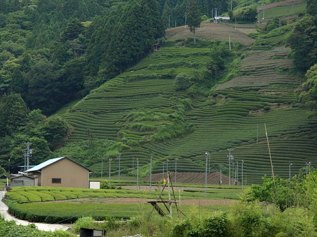 家山の茶畑