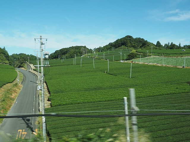 菊川の茶畑