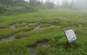 池塘