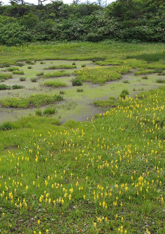 芝草平