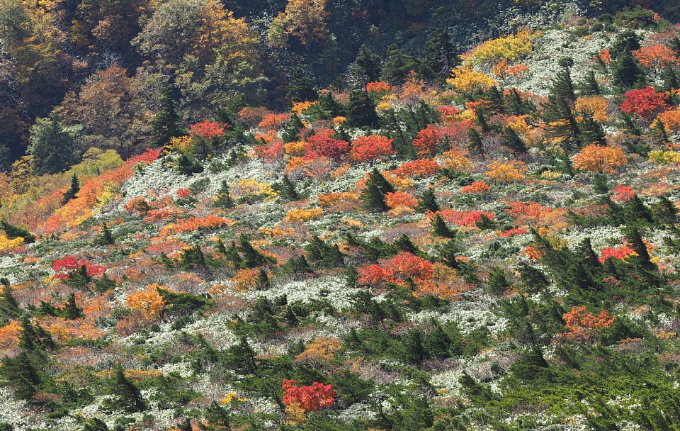 紅葉