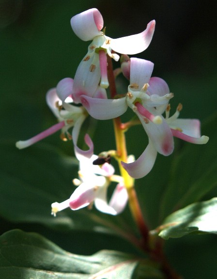 何の花？