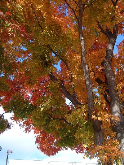 湖畔の紅葉