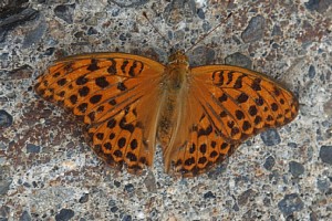 ヒョウモンチョウ