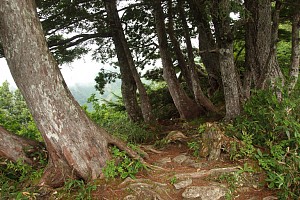 登山道