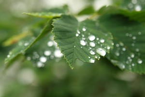 雨粒