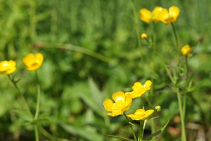 ミヤマキンポウゲ
