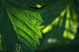 二重鋸歯