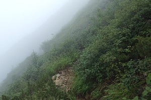 濃い草原の道