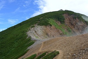 イワツメグサ