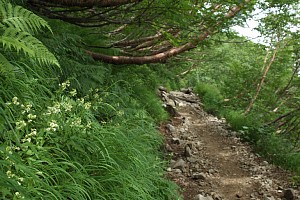 樹林帯