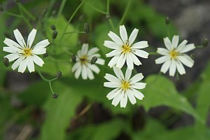 白花