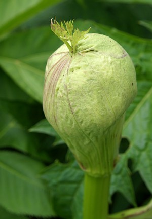 芽吹き