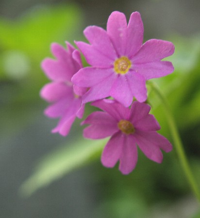 白山小桜