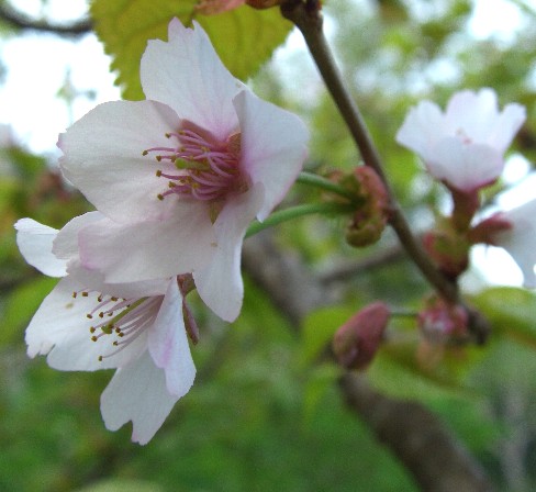 霞桜