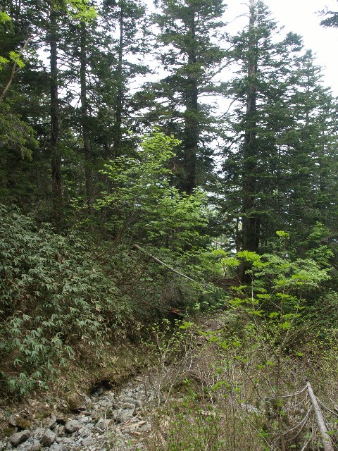 針葉樹林