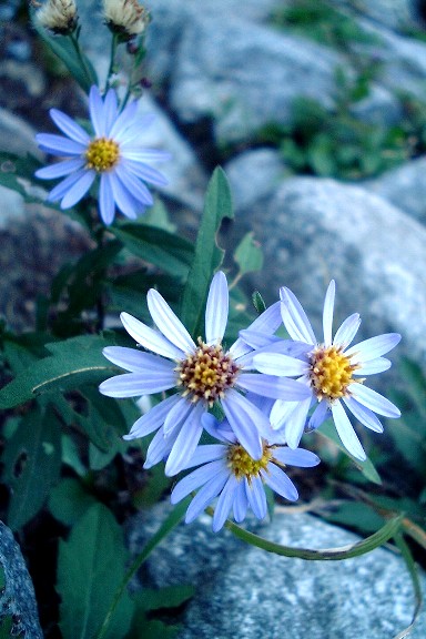 岳沢の花