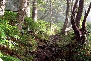 樹林帯