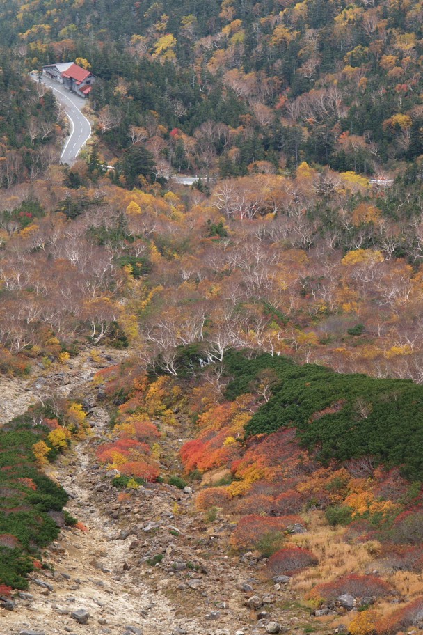 草紅葉