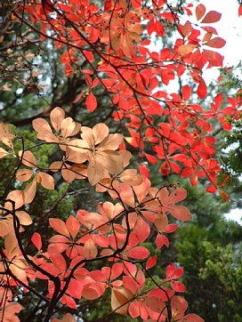 紅葉