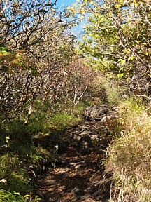 須走登山道の潅木帯