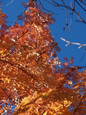 ナナカマドの紅葉