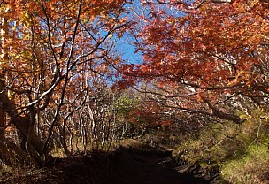 >紅葉の樹林帯