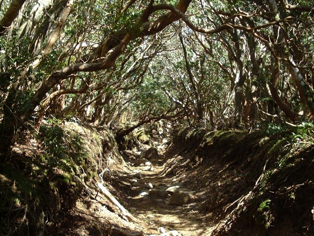 馬酔木のトンネル