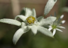 駒薄雪草