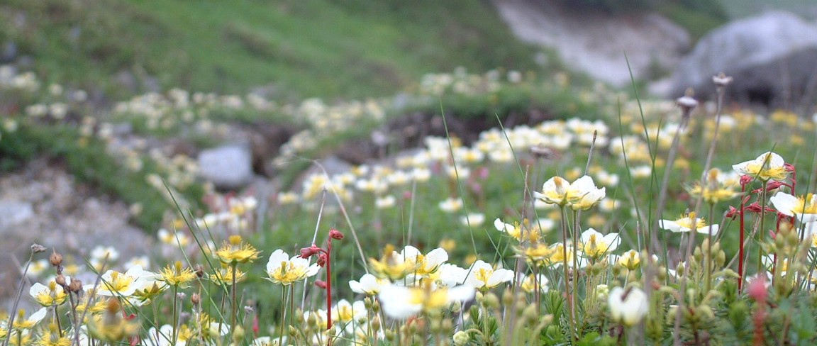 空木カールのお花畑