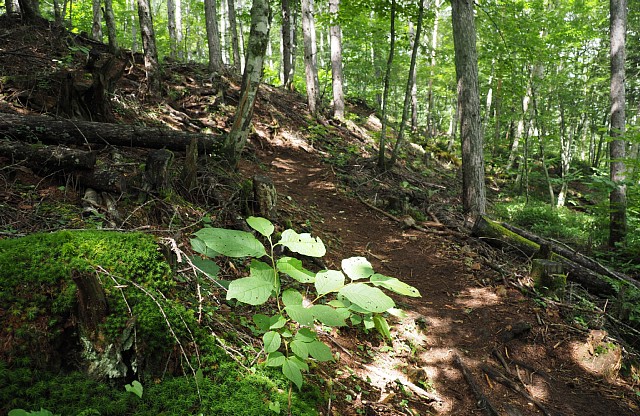 中道登山道