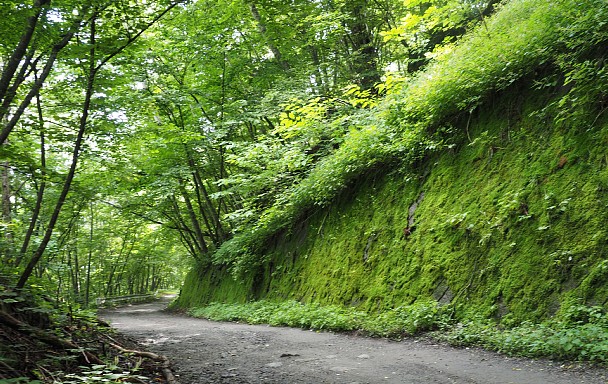 苔の法面