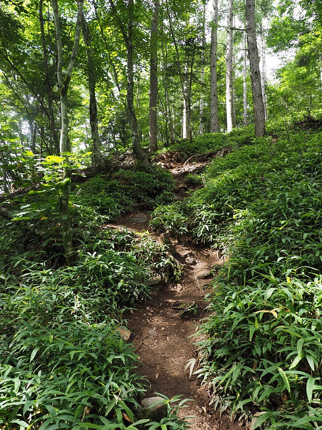 木漏れ日の登山道