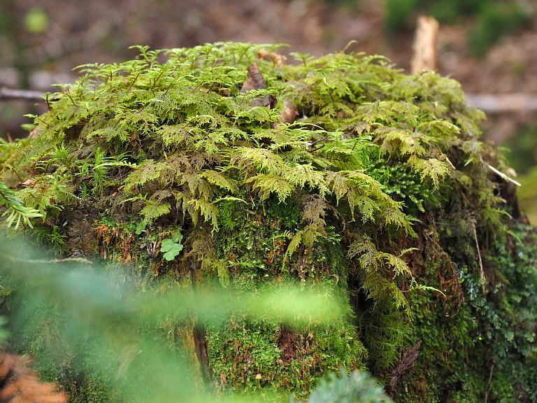 苔の活け