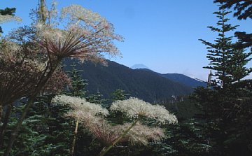 本谷山南斜面から富士