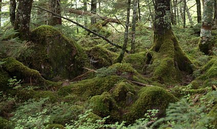 苔むした道