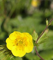 深山金鳳花(純潔、多才な人)