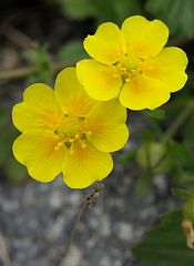 深山金梅(幸せ)