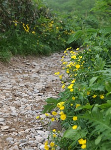 花の飾る道