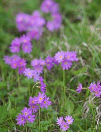 ハクサンコザクラの花畑