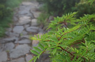 雨粒