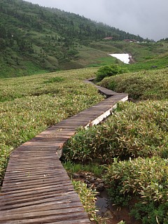 南竜ヶ馬場の木道