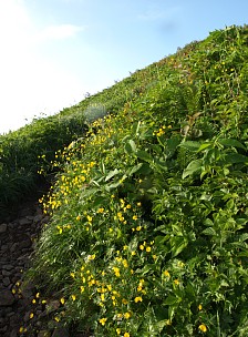 ミヤマキンポウゲの道