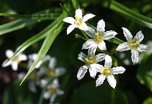 イワイチョウ